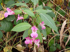 Impatiens glandulifera