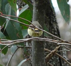 Acanthiza reguloides