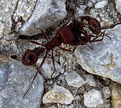 Pogonomyrmex barbatus