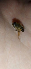 Eristalis similis