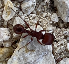 Pogonomyrmex barbatus