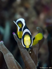 Amphiprion latezonatus