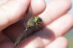 Cordulia aenea