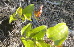 Smilax