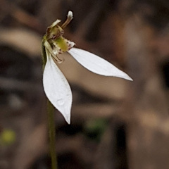 Eriochilus cucullatus