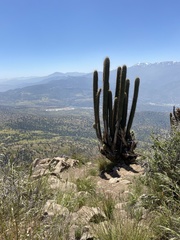 Trichocereus chiloensis