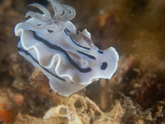 Chromodoris willani