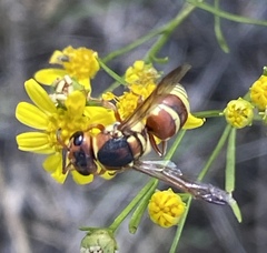 Euodynerus annulatus