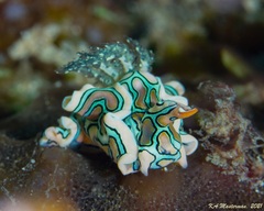 Sagaminopteron psychedelicum