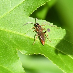 Cratichneumon