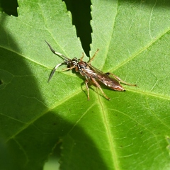 Cratichneumon