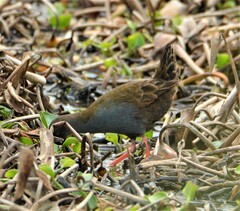 Pardirallus sanguinolentus