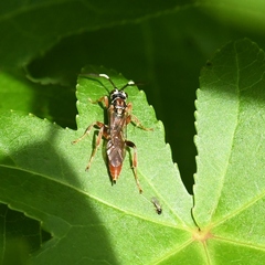 Cratichneumon