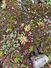 Saxifraga brunonis