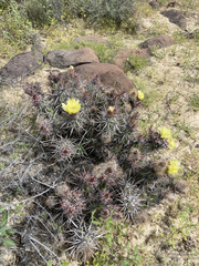 Corynopuntia invicta