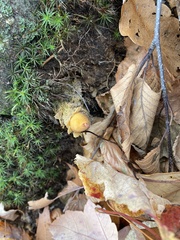 Calostoma lutescens
