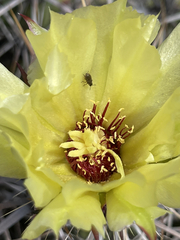 Corynopuntia invicta