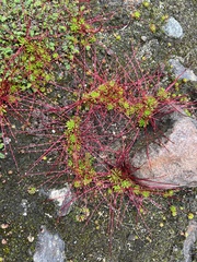 Saxifraga brunonis