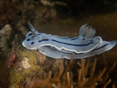 Chromodoris willani