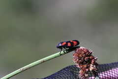 Cercopis vulnerata