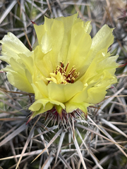 Corynopuntia invicta