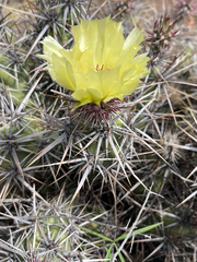 Corynopuntia invicta