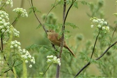 Phacellodomus striaticollis