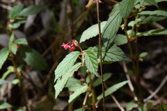 Begonia urticae