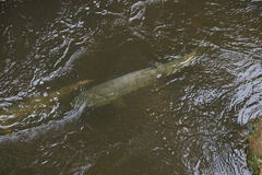 Oncorhynchus keta