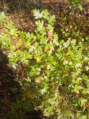 Crataegus monogyna