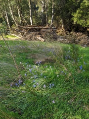 Hyacinthoides
