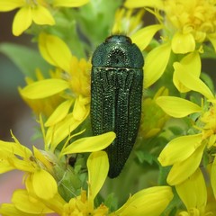 Acmaeodera resplendens