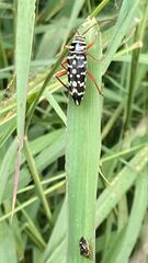 Placosternus erythropus