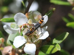 Chauliognathus sydneyanus