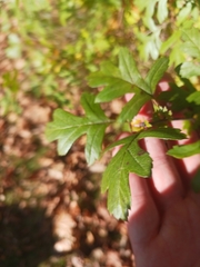 Crataegus monogyna