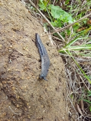 Urocyclus kirkii