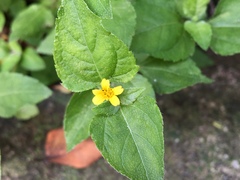 Calyptocarpus vialis