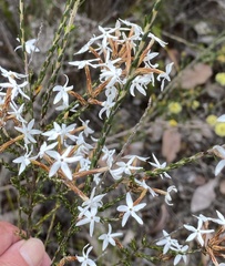 Lysinema ciliatum