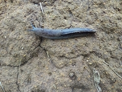 Urocyclus kirkii