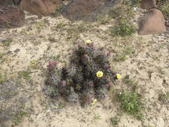 Corynopuntia invicta