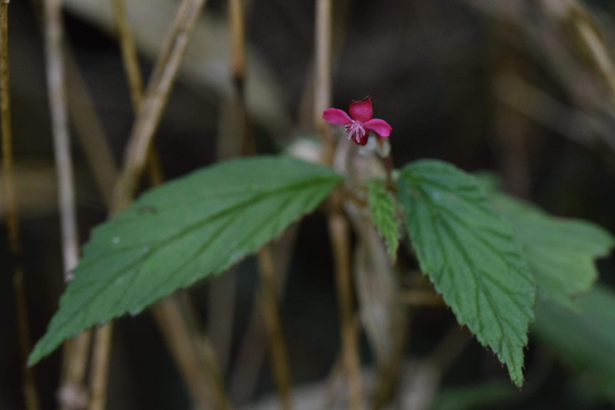 Begonia image