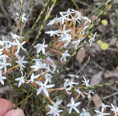 Lysinema ciliatum