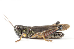 Phoetaliotes nebrascensis