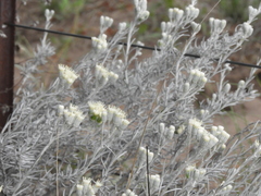 Senecio viravira