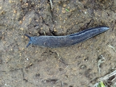 Urocyclus kirkii