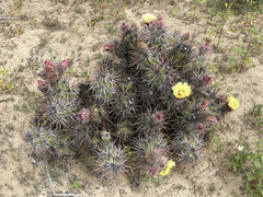 Corynopuntia invicta