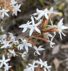 Lysinema ciliatum