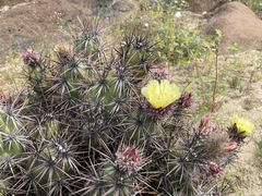 Corynopuntia invicta