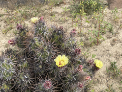 Corynopuntia invicta