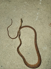 Corallus hortulana